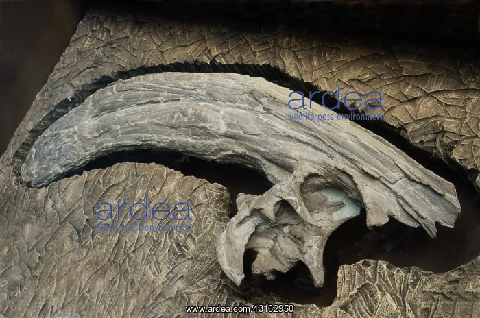 : Parasaurolophus Dinosaur Crest Fossil : Parasaurolophus Dinosaur Crest Fossil