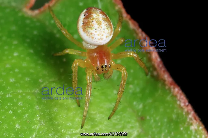 : Parasite. Cucumber Green Spider (Araniella spec) with parasite : Parasite. Cucumber Green Spider (Araniella spec) with parasite