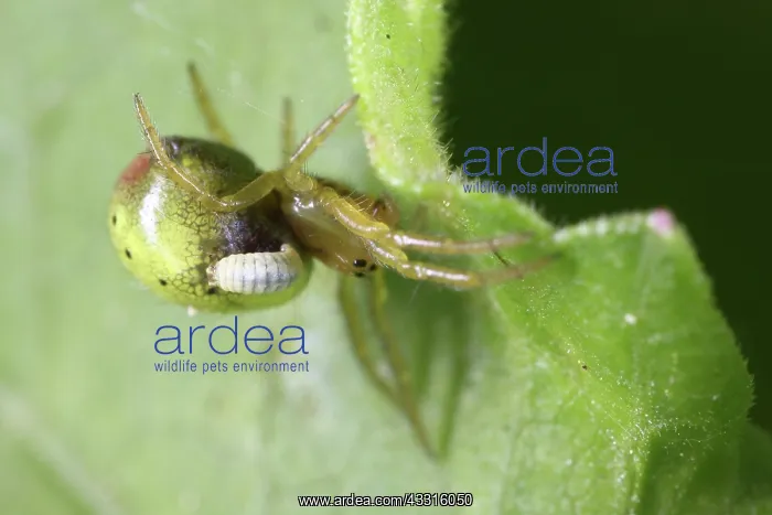 : Parasite. Cucumber Green Spider (Araniella spec) with parasite : Parasite. Cucumber Green Spider (Araniella spec) with parasite