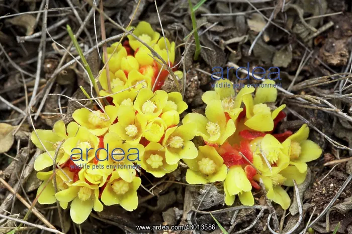: Parasite on Sun-roses Cistus spp in garrigue, Chios, Greece : Parasite on Sun-roses Cistus spp in garrigue, Chios, Greece