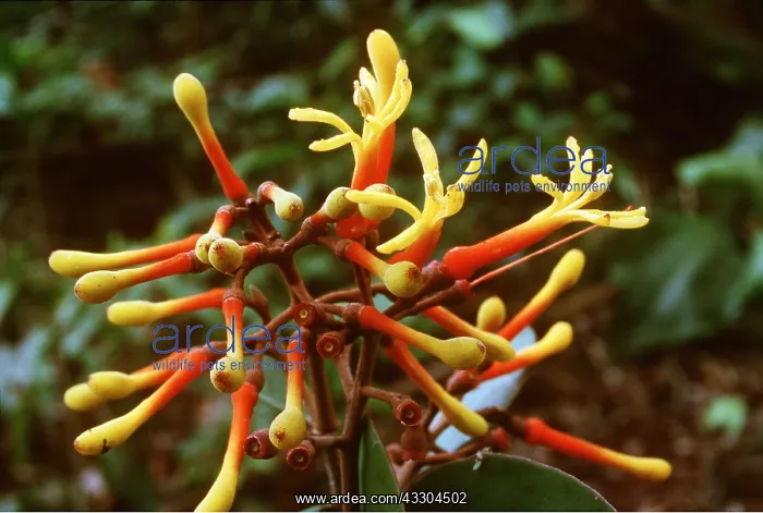 : Parasitic Canopy Plant - Related to Mistletoe : Parasitic Canopy Plant - Related to Mistletoe