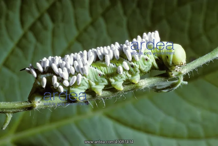 : Parasitic cocoons on caterpillar : Parasitic cocoons on caterpillar