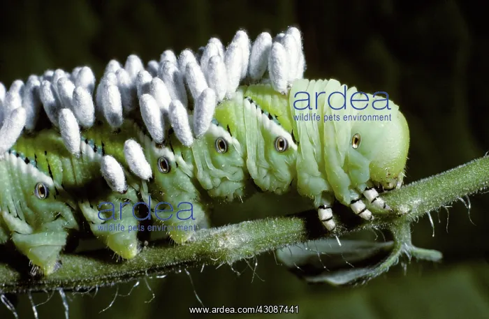 : Parasitic cocoons on caterpillar : Parasitic cocoons on caterpillar