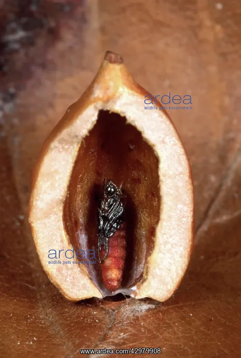 : Parasitic diptera - Gall with nymph inside : Parasitic diptera - Gall with nymph inside