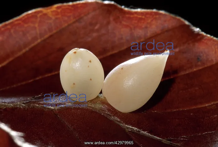 : Parasitic diptera - Galls : Parasitic diptera - Galls