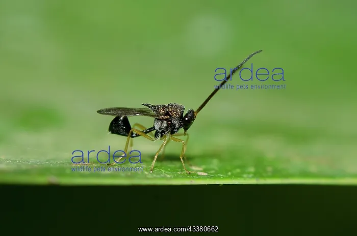 : Parasitic Eucharatid Wasp : Parasitic Eucharatid Wasp