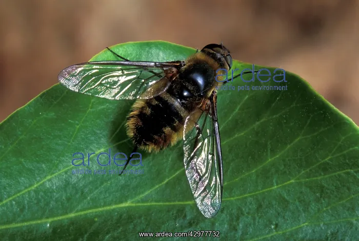 : Parasitic Fly : Parasitic Fly