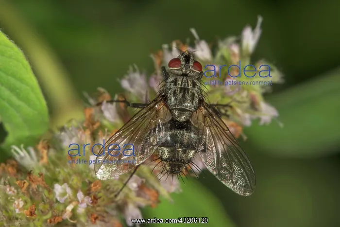 : Parasitic fly (Exorista rustica) on horse mint (Mentha : Parasitic fly (Exorista rustica) on horse mint (Mentha