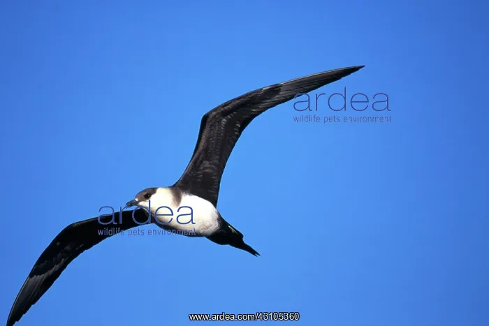 : Parasitic Jaeger : Parasitic Jaeger