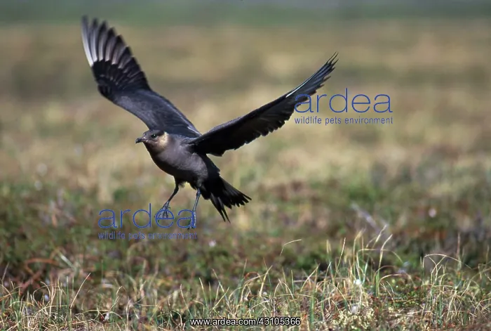 : Parasitic Jaeger : Parasitic Jaeger