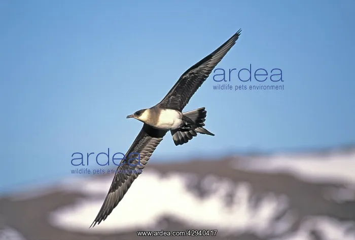 : Parasitic Jaeger / Arctic Skua : Parasitic Jaeger / Arctic Skua