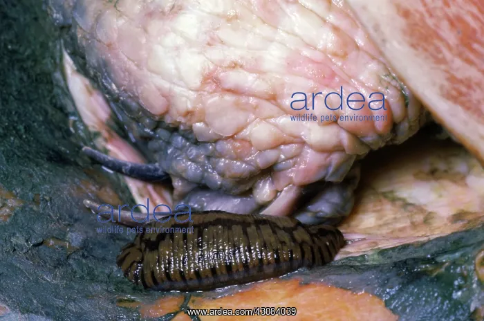: Parasitic Leech on Eastern Chicken Turtle : Parasitic Leech on Eastern Chicken Turtle