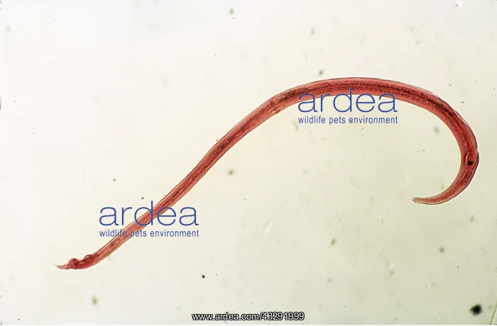 : Parasitic nematode WORM / Flatworm (X10 magnification) : Parasitic nematode WORM / Flatworm (X10 magnification)