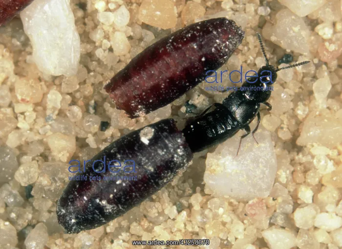 : Parasitic rove beetle : Parasitic rove beetle