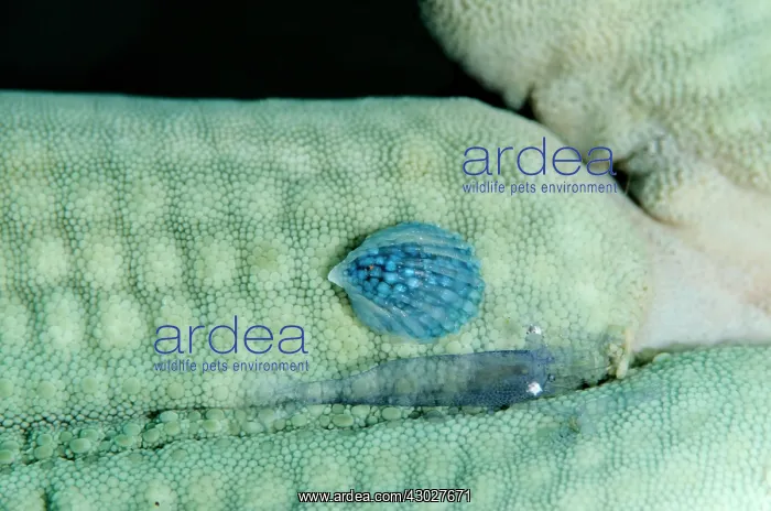 : Parasitic Snail : Parasitic Snail