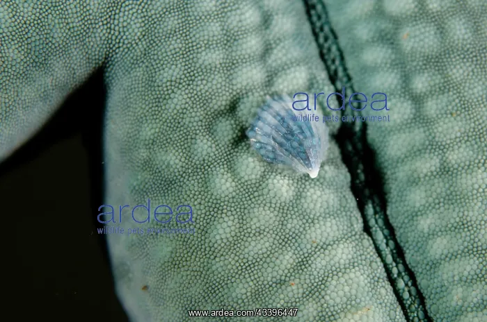  : Parasitic Snail on Blue Starfish