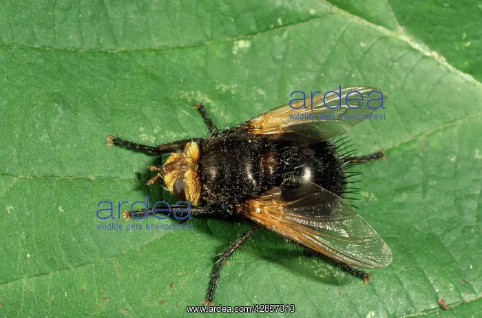 : PARASITIC TACHINID FLY : PARASITIC TACHINID FLY