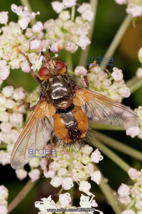 : Parasitic Tachinid fly - on Angelica; parasite : Parasitic Tachinid fly - on Angelica; parasite