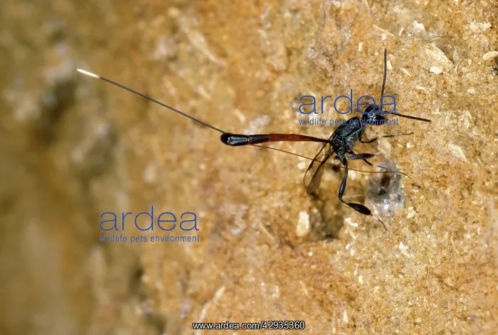 : Parasitic Wasp - : Parasitic Wasp -