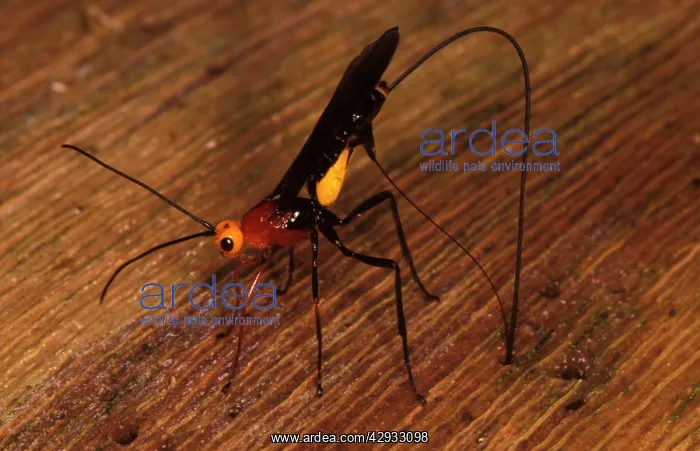 : A parasitic wasp (fam. Braconidae), female inserting : A parasitic wasp (fam. Braconidae), female inserting