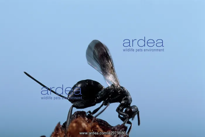 : Parasitic Wasp - Female outside the gall : Parasitic Wasp - Female outside the gall