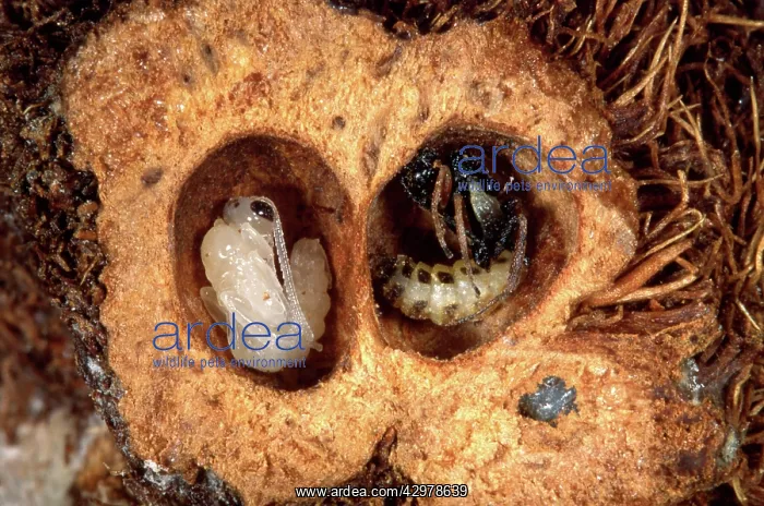 : Parasitic wasp - In the gall produced by the cynips : Parasitic wasp - In the gall produced by the cynips