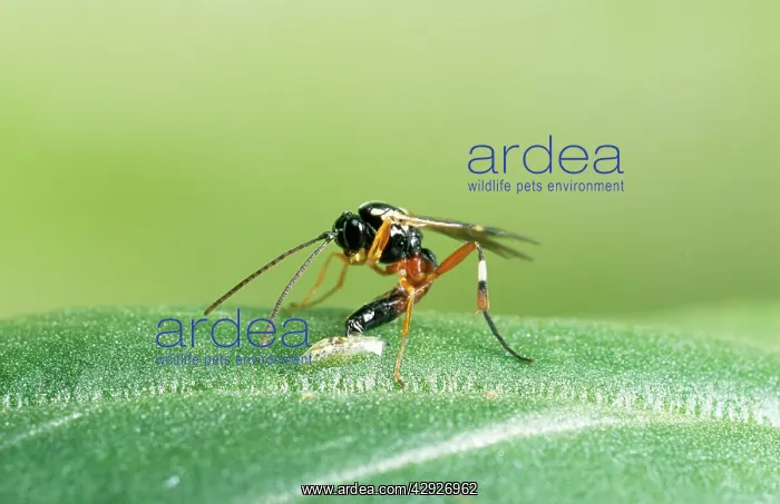 : Parasitic WASP - laying egg in hoverfly, larvae : Parasitic WASP - laying egg in hoverfly, larvae