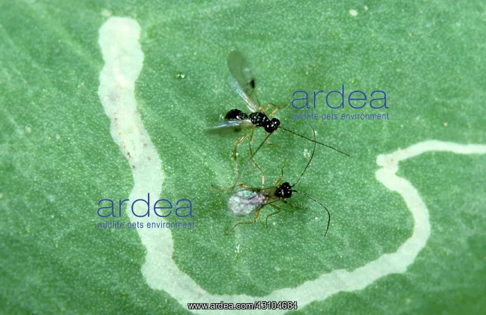 : Parasitic wasps Courting : Parasitic wasps Courting