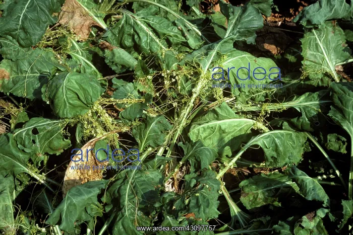 : Parasitic weed on sugar beet : Parasitic weed on sugar beet