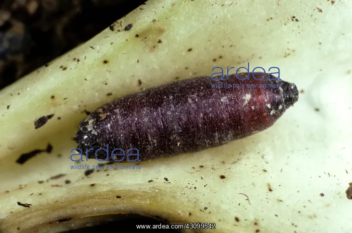 : Parasitized Cabbage Root Fly Pupa : Parasitized Cabbage Root Fly Pupa