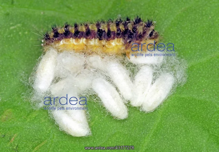: Parasitized Caterpillar : Parasitized Caterpillar