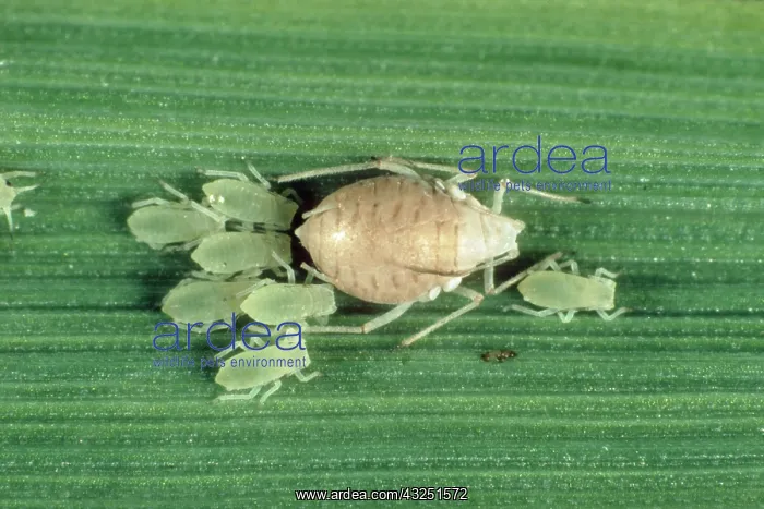 : Parasitized Rose grain aphid : Parasitized Rose grain aphid