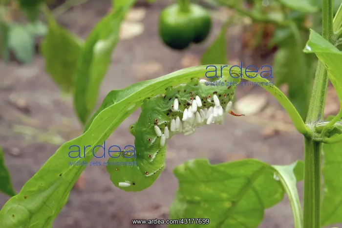 : Parasitized Tobacco Hornworm : Parasitized Tobacco Hornworm