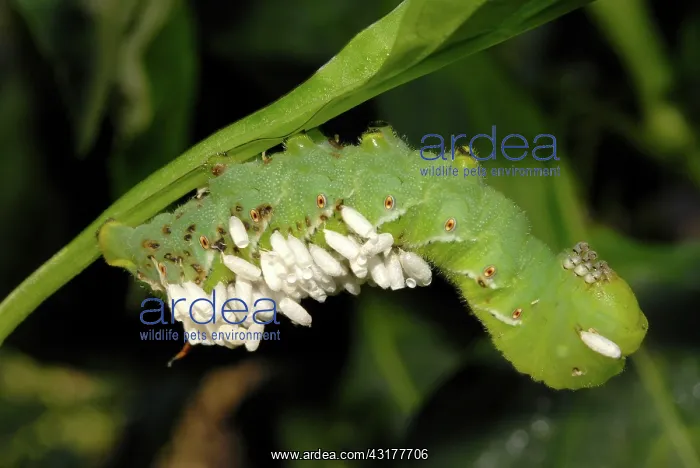 : Parasitized Tobacco Hornworm : Parasitized Tobacco Hornworm