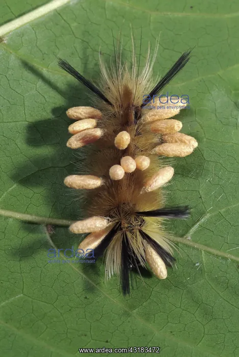 : Parasitized Tussock Moth Caterpillar : Parasitized Tussock Moth Caterpillar