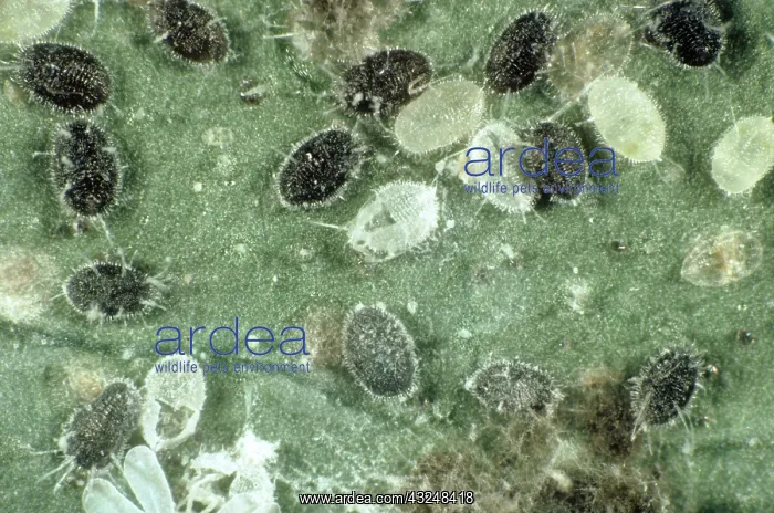 : Parasitized Whitefly Scales : Parasitized Whitefly Scales