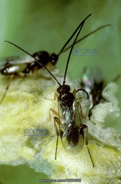 : Parasitoid braconid wasps : Parasitoid braconid wasps