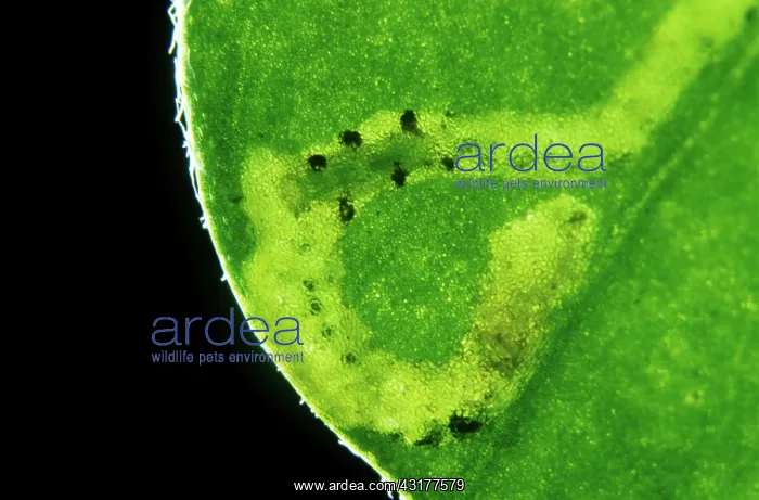 : Parasitoid Wasp : Parasitoid Wasp