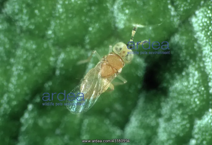 : Parasitoid wasp : Parasitoid wasp