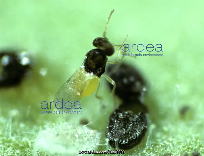 : Parasitoid Wasp : Parasitoid Wasp