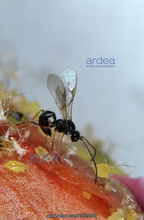 : Parasitoid wasp : Parasitoid wasp