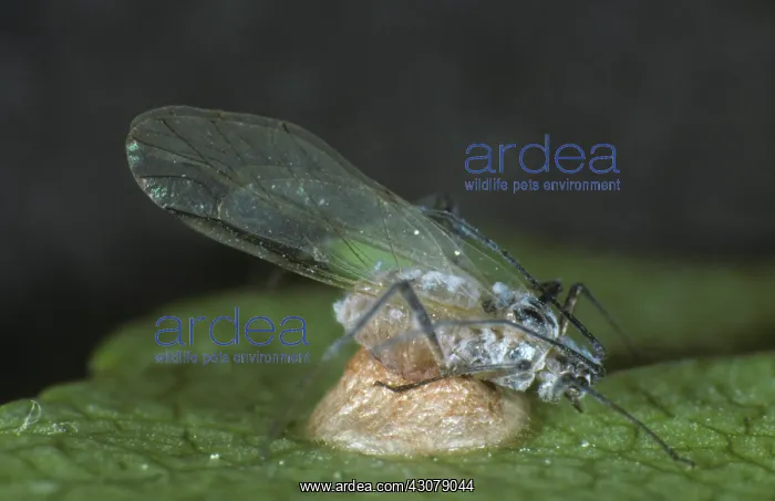 : Parasitoid wasp cocoon under aphid : Parasitoid wasp cocoon under aphid