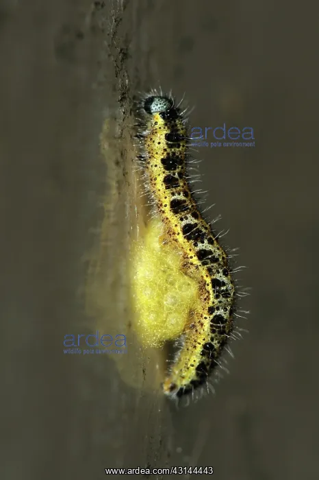 : Parasitoid Wasp cocoons on host : Parasitoid Wasp cocoons on host