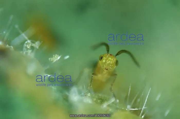 : Parasitoid wasp (Eretmocerus eremicus) : Parasitoid wasp (Eretmocerus eremicus)