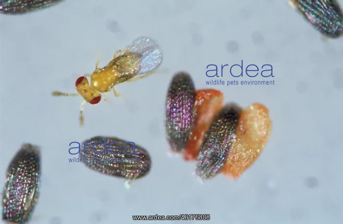 : Parasitoid wasp on grain moth eggs : Parasitoid wasp on grain moth eggs