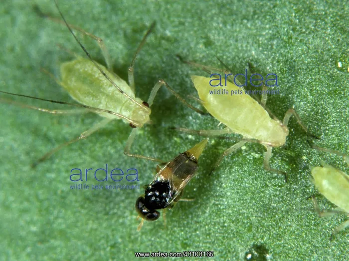 : Parasitoid wasp laying eggs : Parasitoid wasp laying eggs