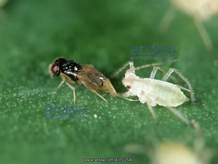 : Parasitoid wasp laying eggs in aphid : Parasitoid wasp laying eggs in aphid