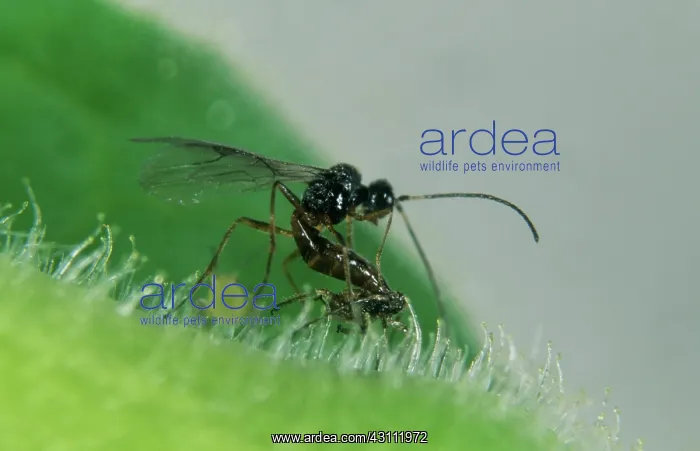 : Parasitoid wasp laying eggs in an aphid : Parasitoid wasp laying eggs in an aphid