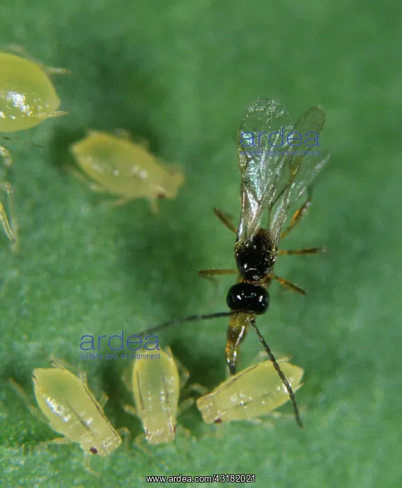 : Parasitoid wasp laying eggs in an aphid : Parasitoid wasp laying eggs in an aphid