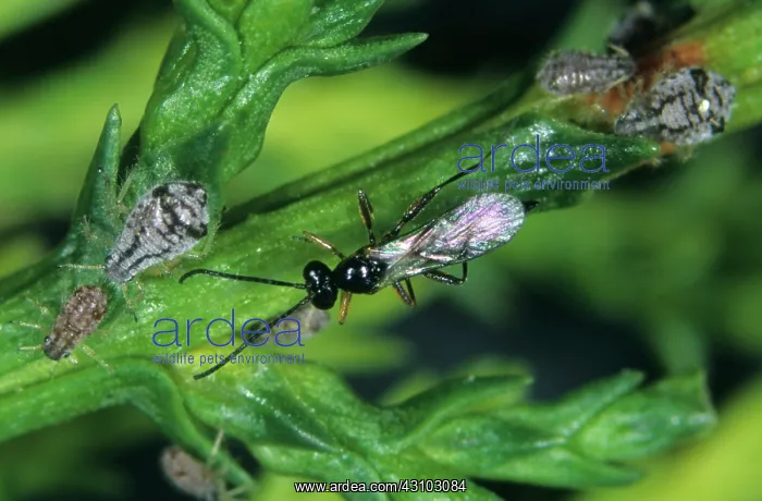 : Parasitoid wasp (Pavesia juniperorum) : Parasitoid wasp (Pavesia juniperorum)